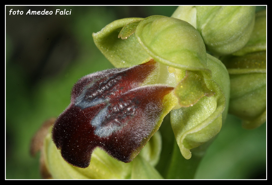 ORCHIDEE DI SICILIA: Ophrys obaesa Lojacono